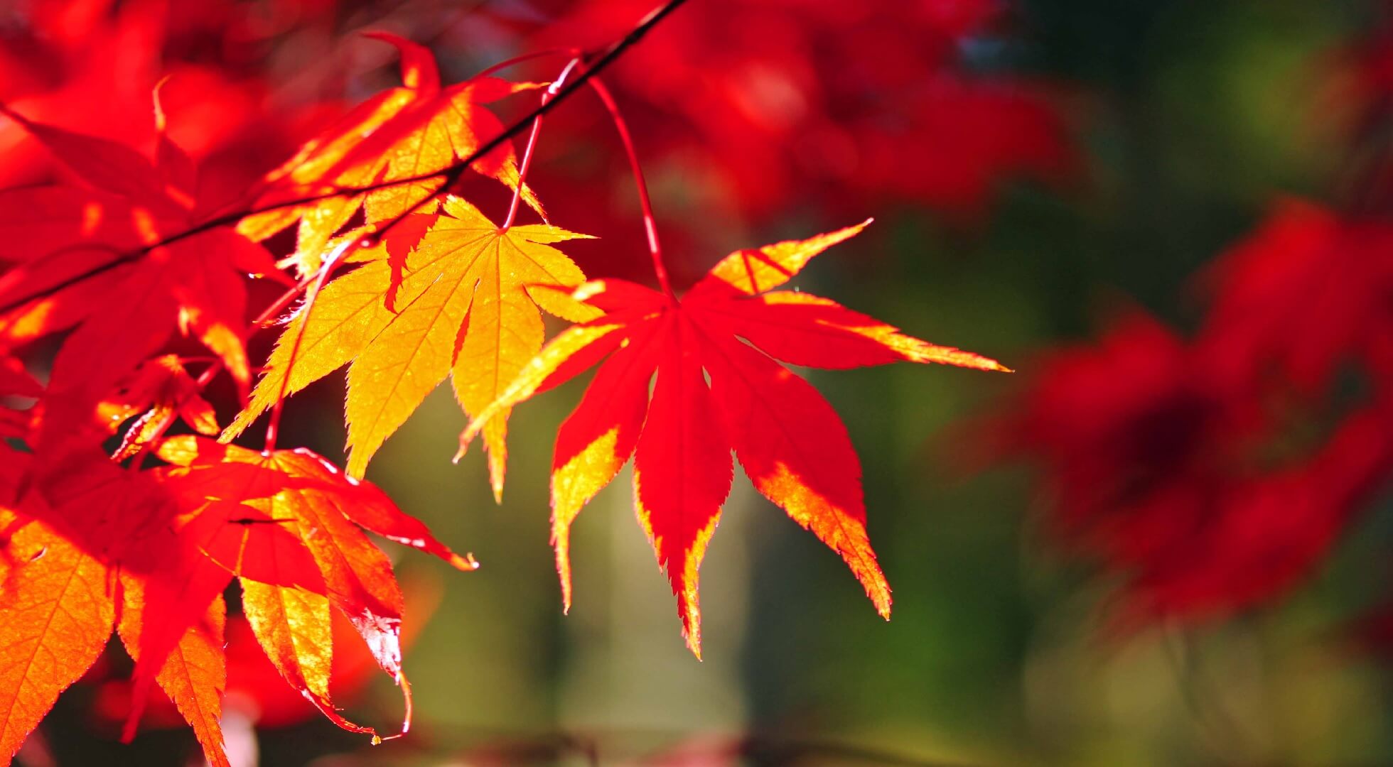 Осенние краски в Киото