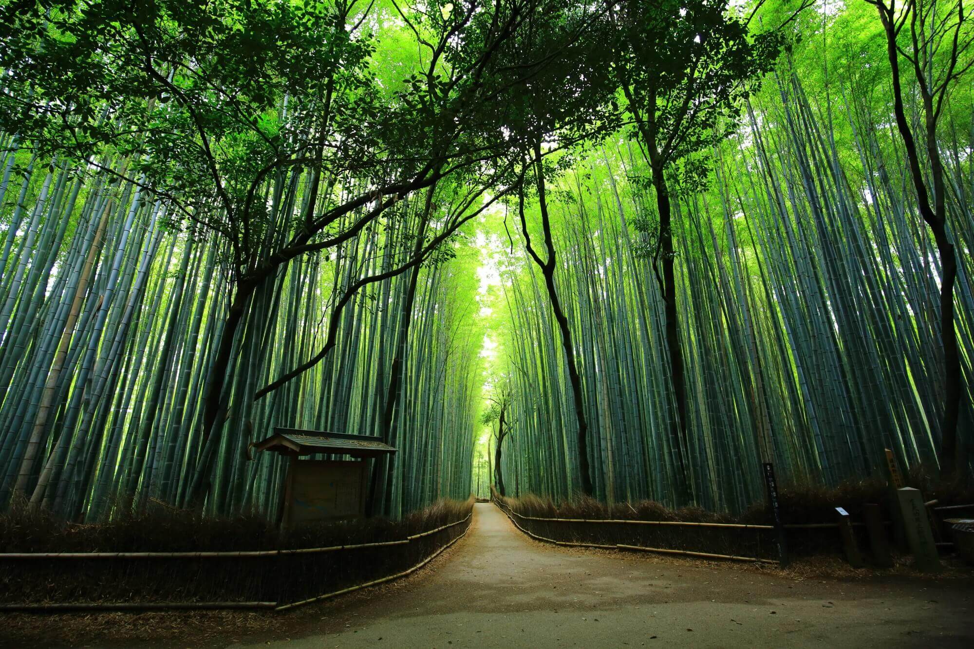 Бамбуковая роща Арасияма, Япония