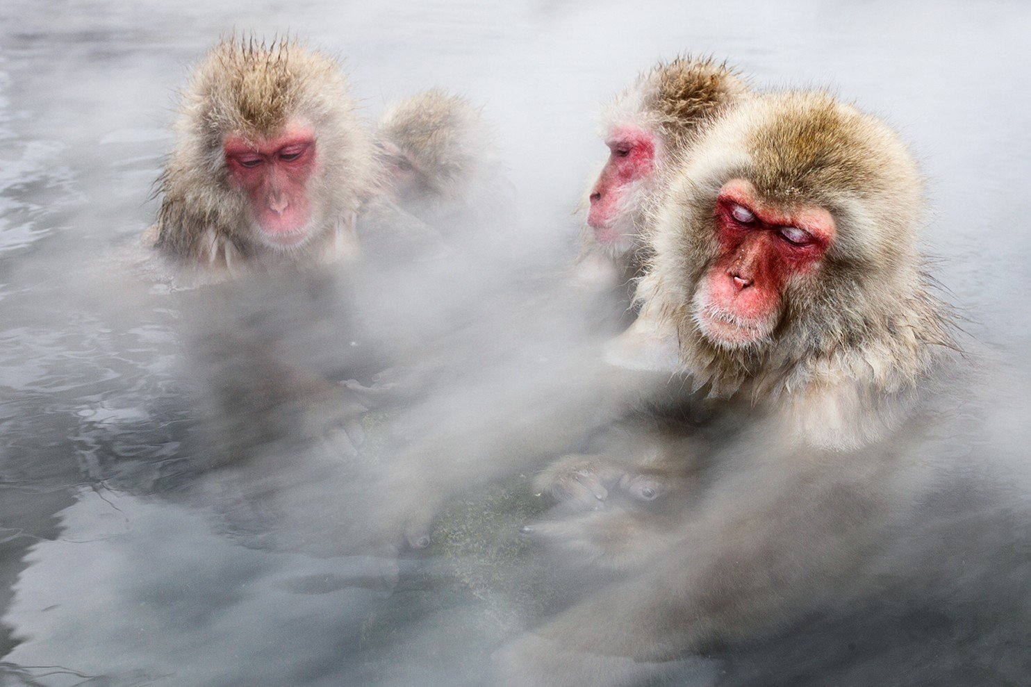 Экскурсия Снежные обезьяны