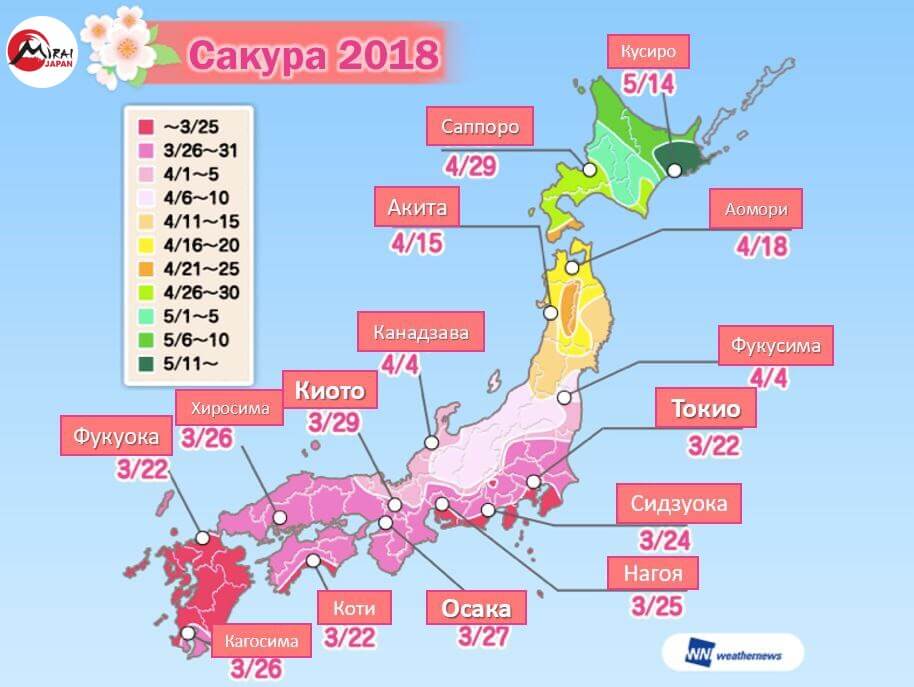 Календарь сакура. Карта цветения Сакуры в Японии 2020. Карта цветения Сакуры в Японии 2023. Карта цветения Сакуры в Японии. Календарь цветения Сакуры в Японии.