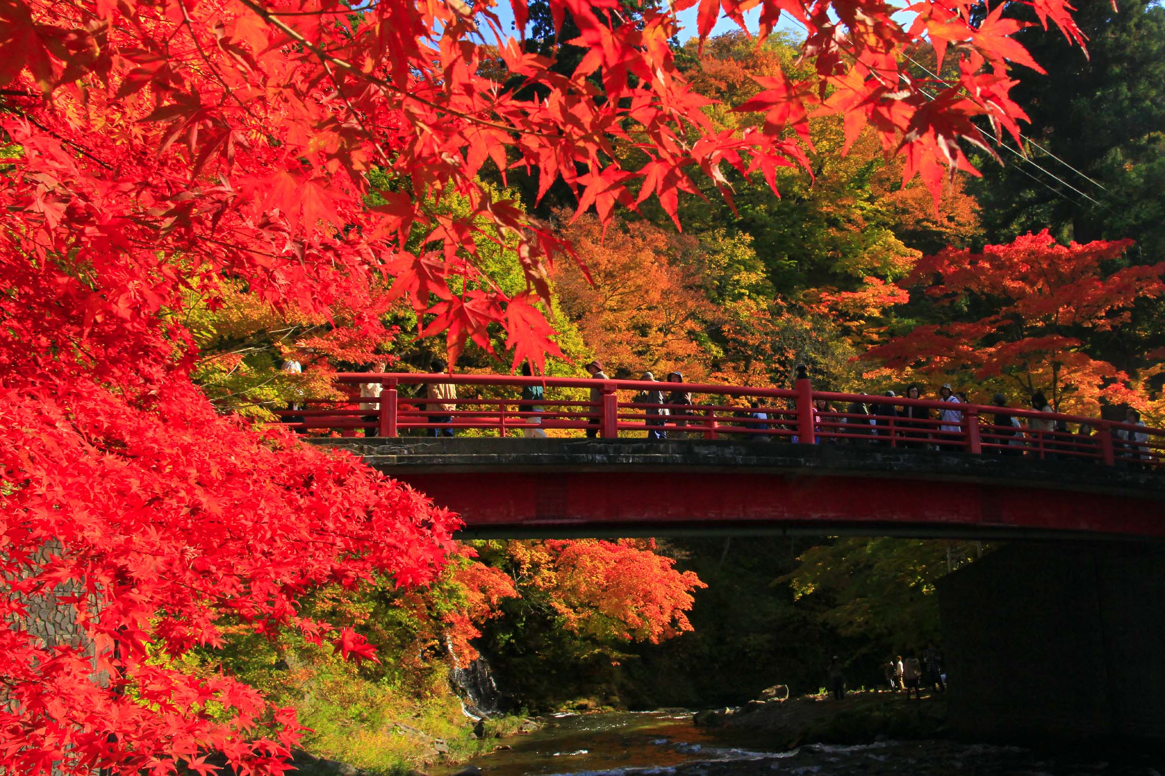 Япония осень Момидзи