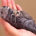 Реалистичные животные из камня