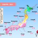 Прогноз цветения сакуры на 2021 год