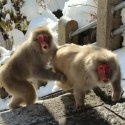 Экскурсия к обезьянам в Нагано