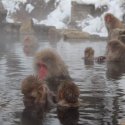 Экскурсия к обезьянам в Нагано