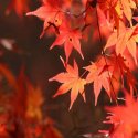 Осенние краски в Киото