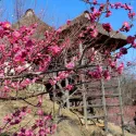Экскурсия на Праздник кукол и Фестиваль сливы
