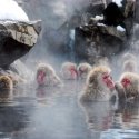Снежные обезьяны и онсэны в Нагано