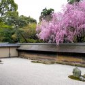 Киото. Когда цветёт сакура