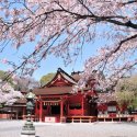 Киото. Когда цветёт сакура