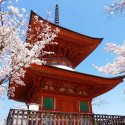 Тур на сакуру в Японию 2020 /Стандарт