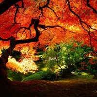 Осень в Японии: красные клены