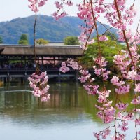 Тур на сакуру в Японию 2020 /Стандарт