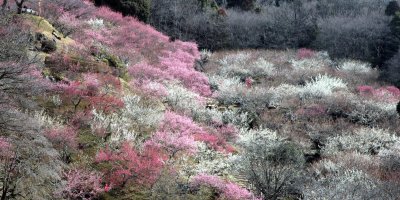 Сливовый сад на горе Цукуба
