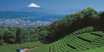 Чайные плантации в префектуре Сидзуока