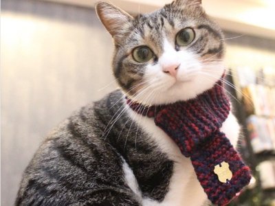 Новинка в мире японской кошачьей моды