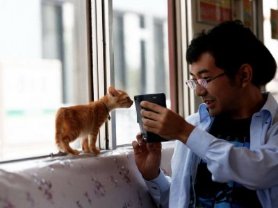 В Японии запустили первый в мире «кошачий поезд»