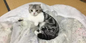 Ночь в окружении хвостатых друзей