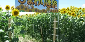 Лабиринты подсолнухов