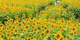 Лабиринты подсолнухов