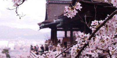 Экскурсия «Сакура в Киото»
