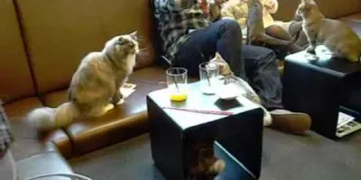 Котокафе