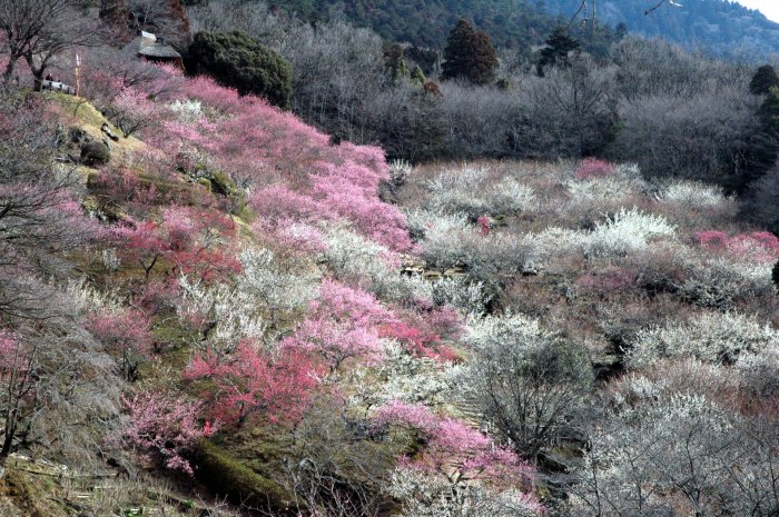 Сливовый сад на горе Цукуба