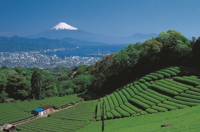 Чайные плантации в префектуре Сидзуока